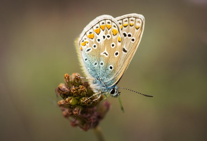 Whimsical Butterfly Detail