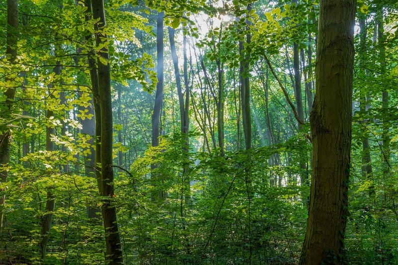 Mystical Forest